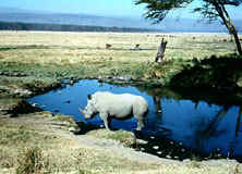 Kenya-Mount Kenya-Olea Africana Safari